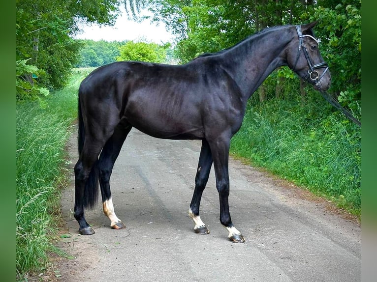 Oldenburg Stallone 3 Anni 165 cm Morello in L&#xFC;nne