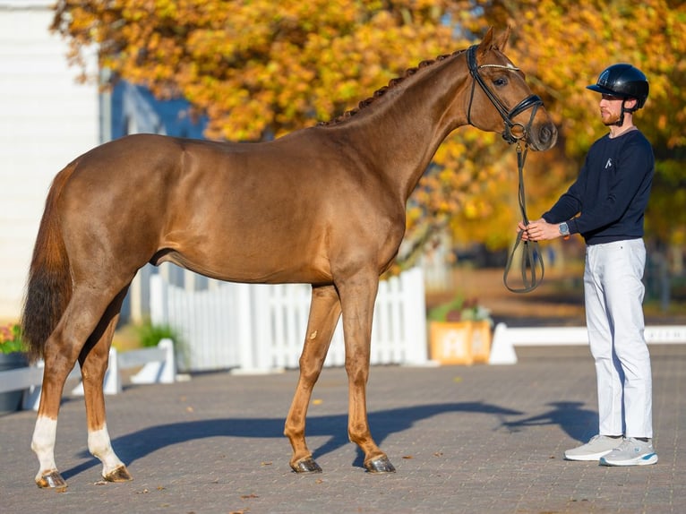 Oldenburg Stallone 3 Anni 165 cm Sauro scuro in Redefin