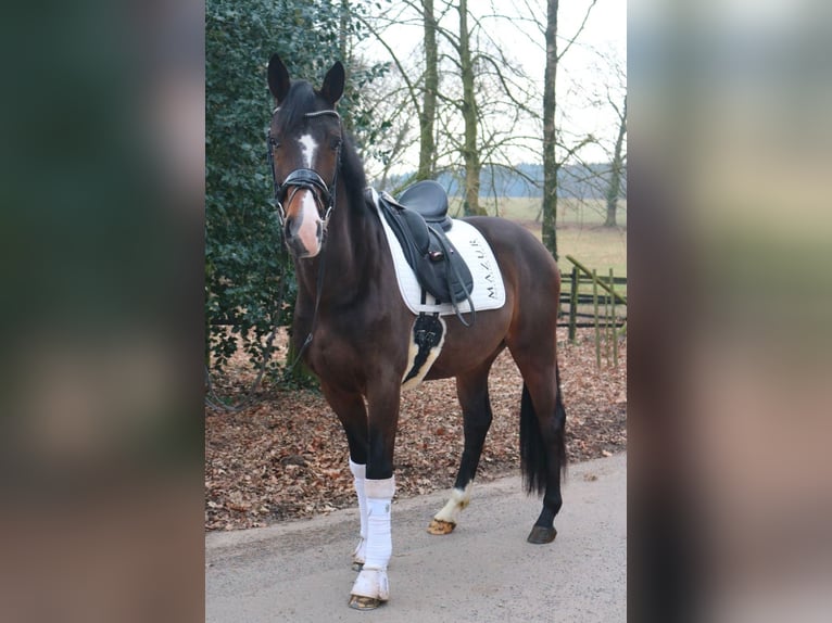 Oldenburg Stallone 3 Anni 166 cm Baio scuro in F&#xFC;rstenau