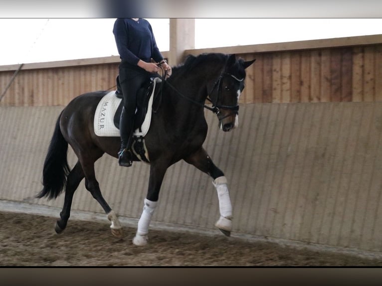 Oldenburg Stallone 3 Anni 166 cm Baio scuro in F&#xFC;rstenau