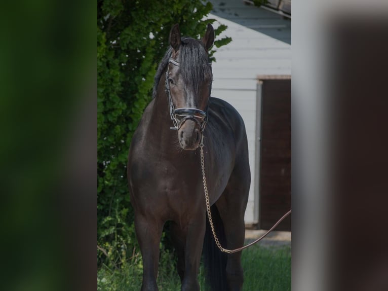 Oldenburg Stallone 3 Anni 166 cm Baio scuro in SUSTEREN