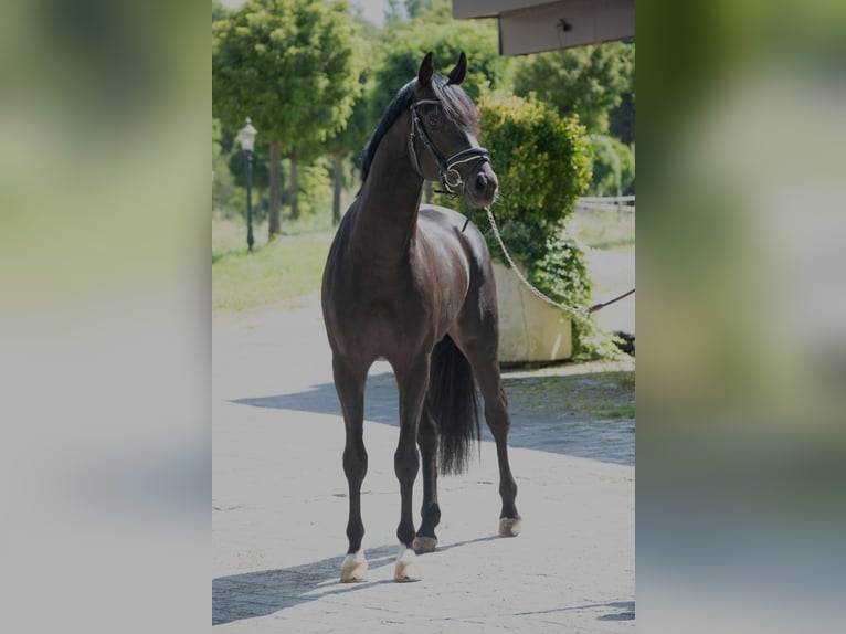 Oldenburg Stallone 3 Anni 166 cm Baio scuro in SUSTEREN