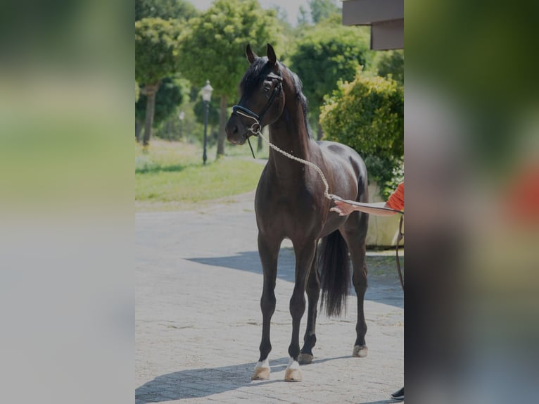 Oldenburg Stallone 3 Anni 166 cm Baio scuro in SUSTEREN