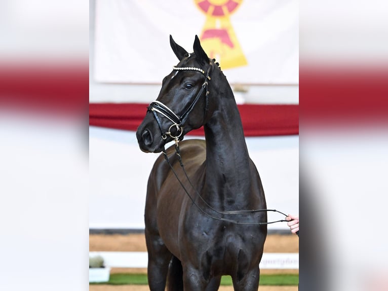 Oldenburg Stallone 3 Anni 166 cm Morello in Hanau Mittelbuchen