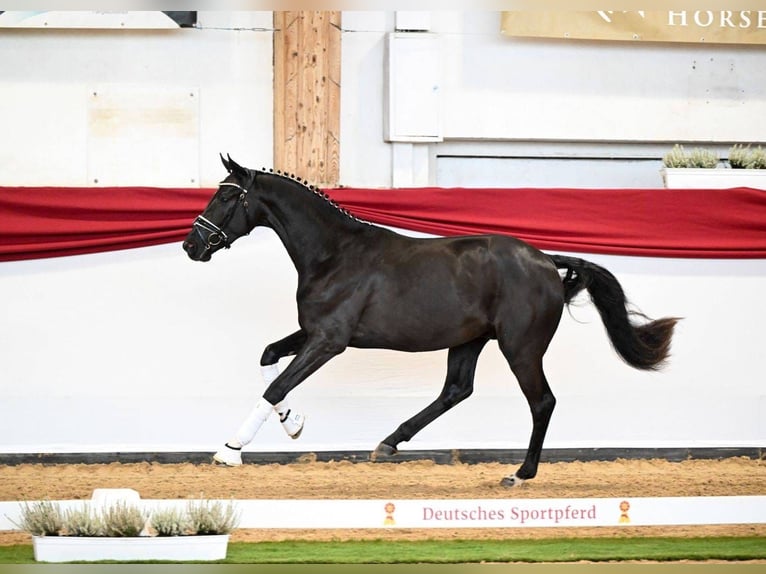 Oldenburg Stallone 3 Anni 166 cm Morello in Hanau Mittelbuchen