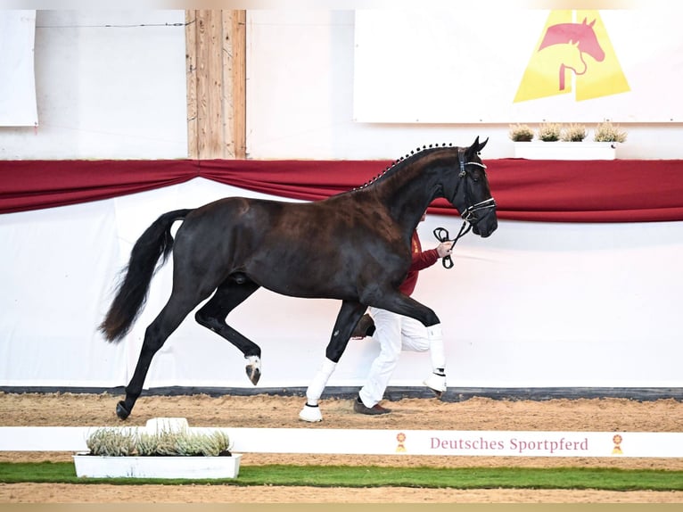 Oldenburg Stallone 3 Anni 166 cm Morello in Hanau Mittelbuchen