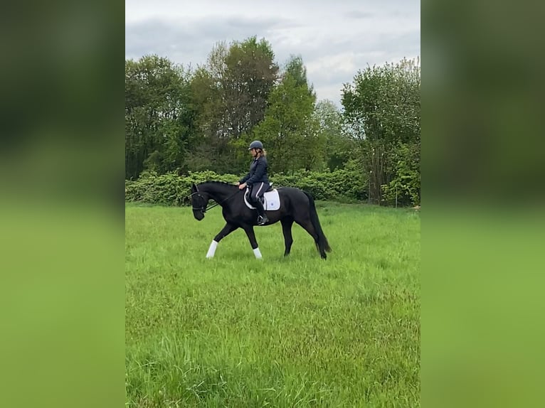 Oldenburg Stallone 3 Anni 166 cm Morello in Hanau Mittelbuchen