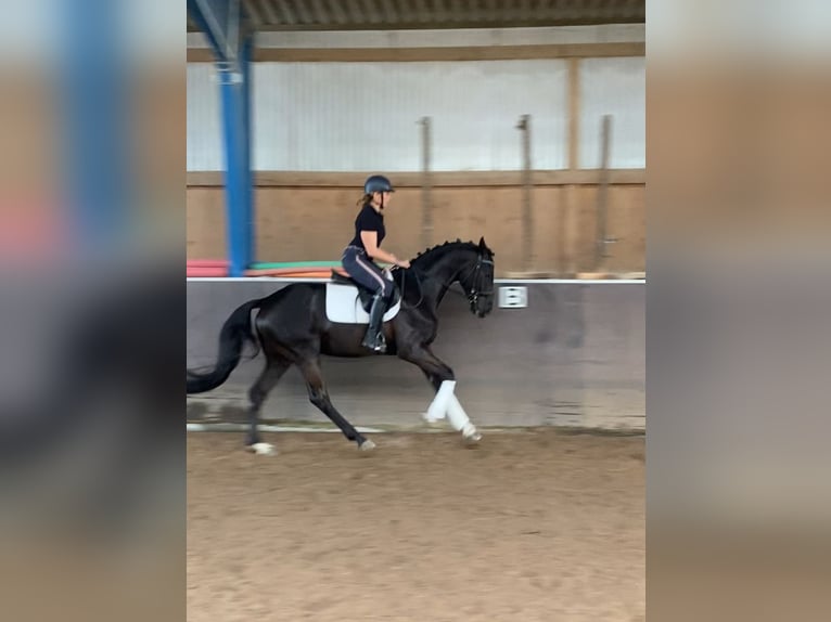 Oldenburg Stallone 3 Anni 166 cm Morello in Hanau Mittelbuchen