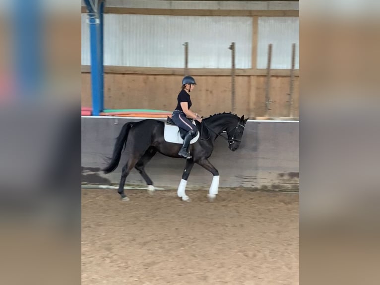 Oldenburg Stallone 3 Anni 166 cm Morello in Hanau Mittelbuchen