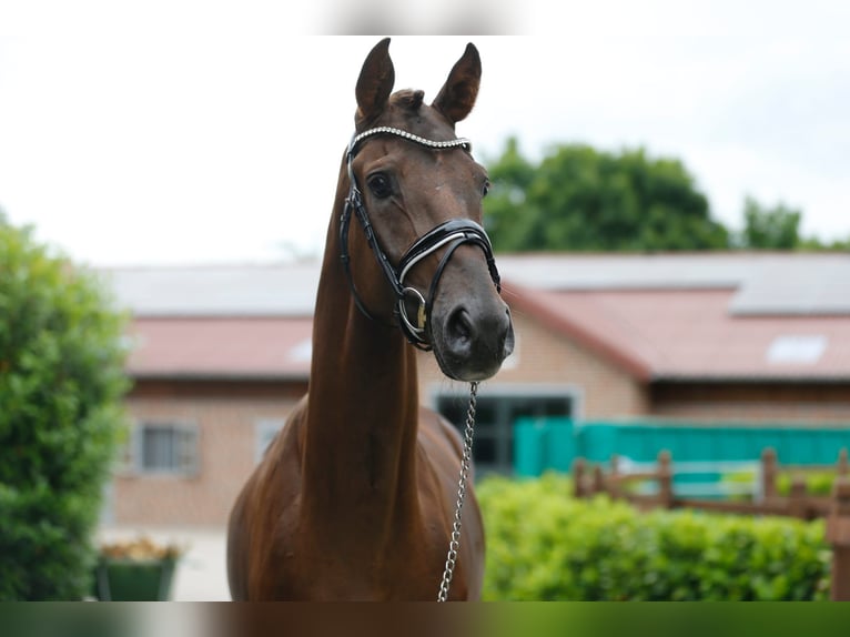 Oldenburg Stallone 3 Anni 166 cm Sauro scuro in Bramsche