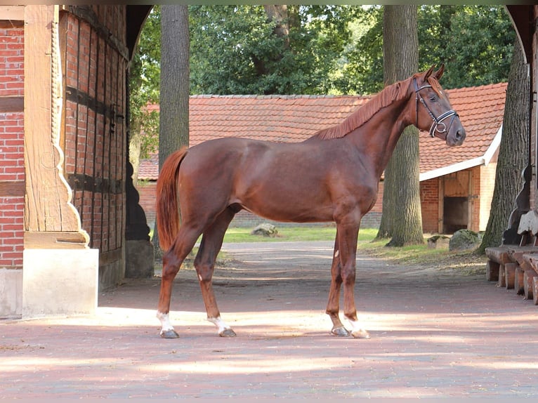 Oldenburg Stallone 3 Anni 166 cm Sauro scuro in Heidesheim am Rhein