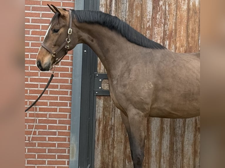 Oldenburg Stallone 3 Anni 167 cm Baio in Zieuwent