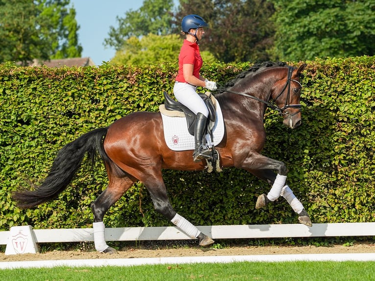 Oldenburg Stallone 3 Anni 167 cm Baio in Münster