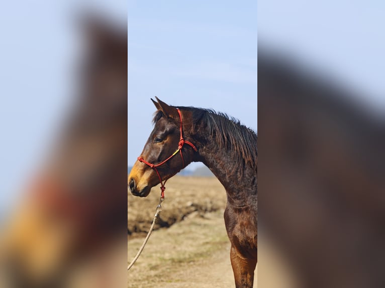 Oldenburg Stallone 3 Anni 167 cm Baio in Plzeň