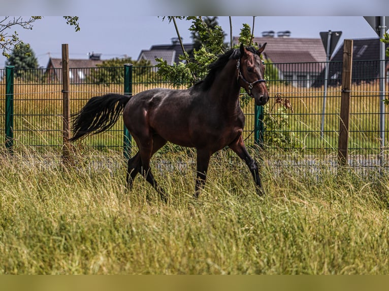 Oldenburg Stallone 3 Anni 167 cm Baio scuro in Hiddenhausen
