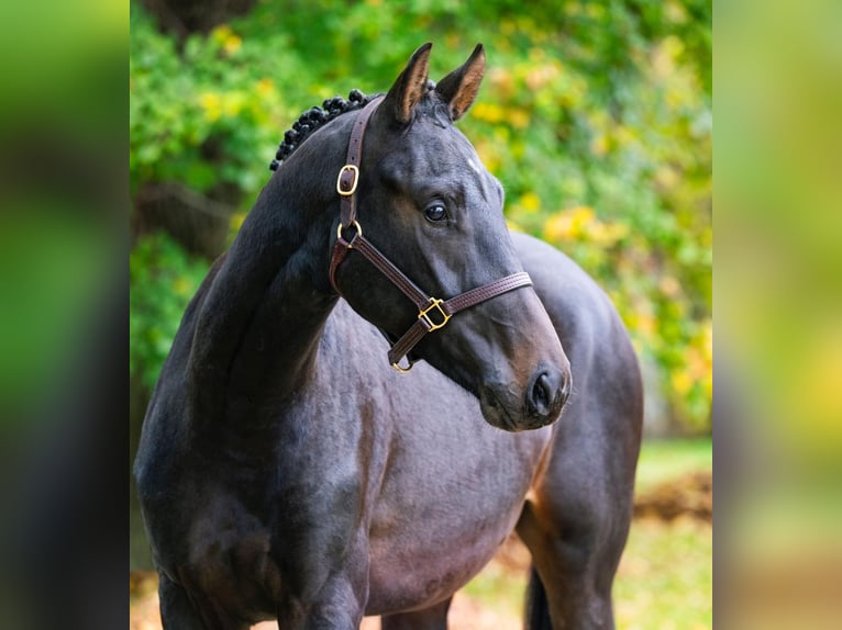 Oldenburg Stallone 3 Anni 167 cm Baio scuro in Tass