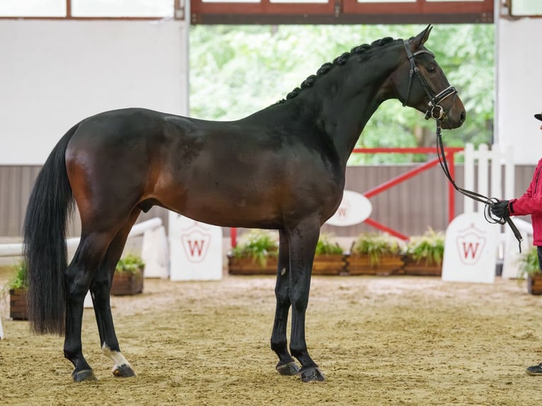 Oldenburg Stallone 3 Anni 167 cm Baio scuro in Münster-Handorf