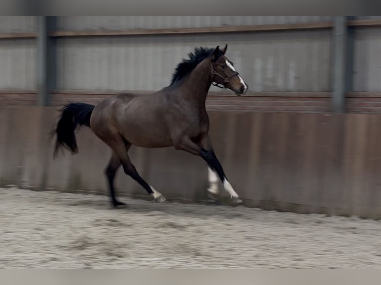 Oldenburg Stallone 3 Anni 168 cm Baio in Zieuwent