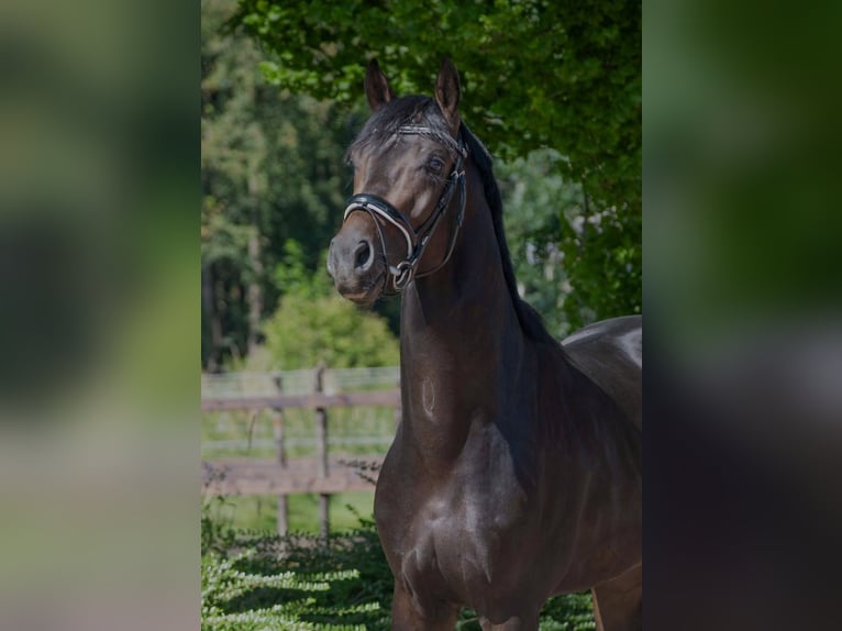 Oldenburg Stallone 3 Anni 168 cm Baio scuro in Susteren