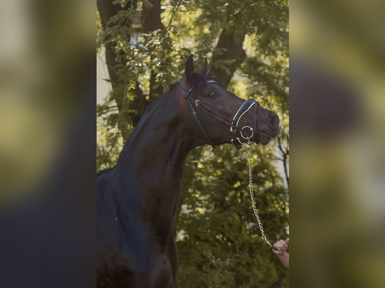 Oldenburg Stallone 3 Anni 168 cm Baio scuro in Susteren