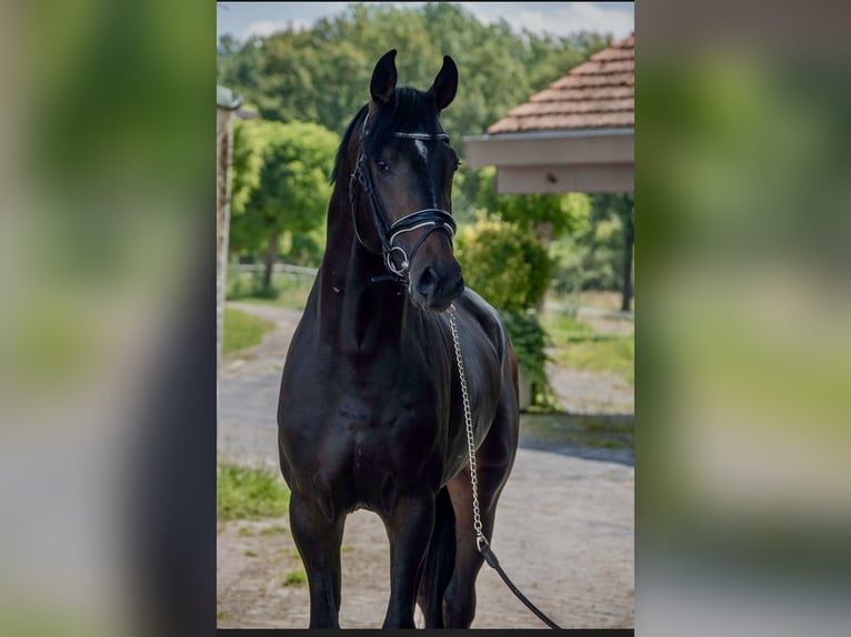 Oldenburg Stallone 3 Anni 168 cm Baio scuro in Susteren