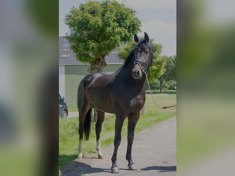 Oldenburg Stallone 3 Anni 168 cm Baio scuro in Susteren