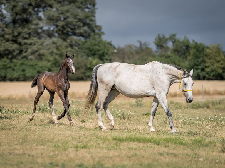 Oldenburg Stallone 3 Anni 168 cm Grigio in Zduchovice