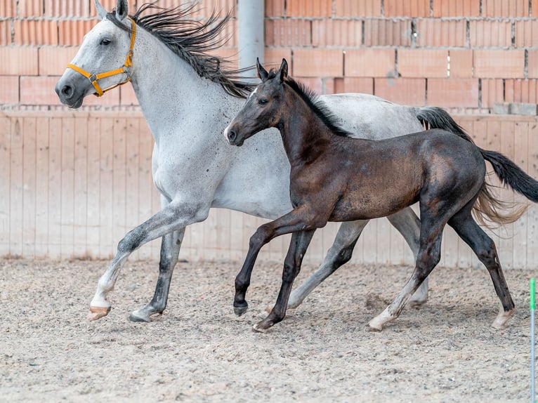 Oldenburg Stallone 3 Anni 168 cm Grigio in Zduchovice