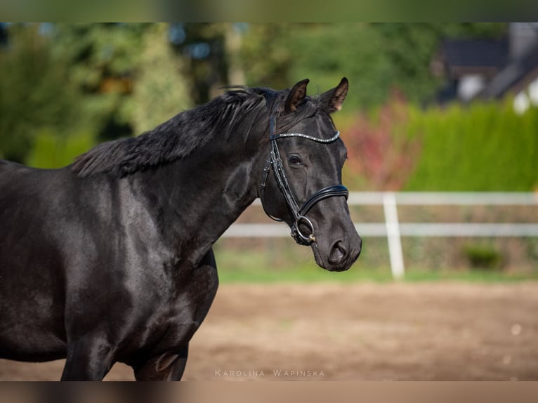 Oldenburg Stallone 3 Anni 168 cm Morello in Chwarstnica