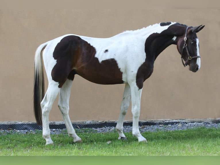 Oldenburg Stallone 3 Anni 168 cm Pezzato in Beroun