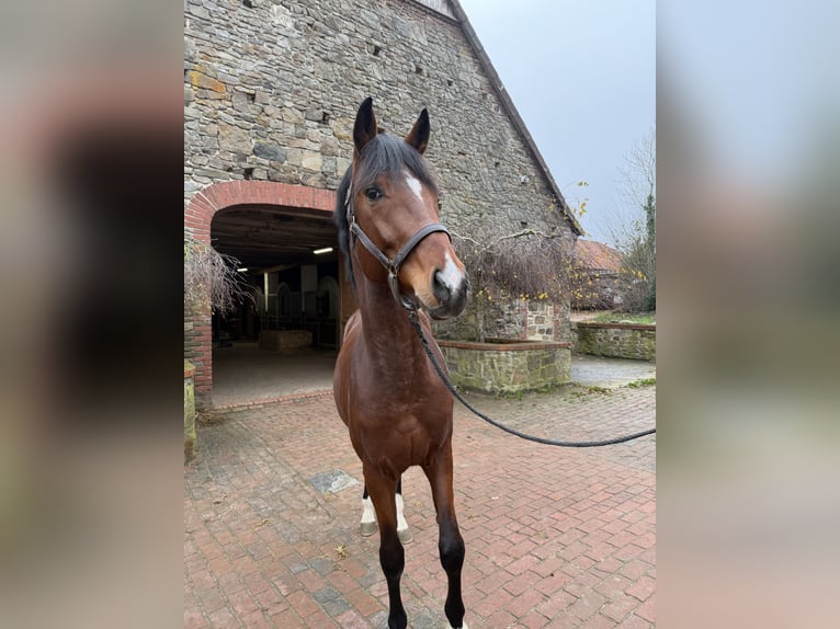 Oldenburg Stallone 3 Anni 169 cm Baio in Bramsche