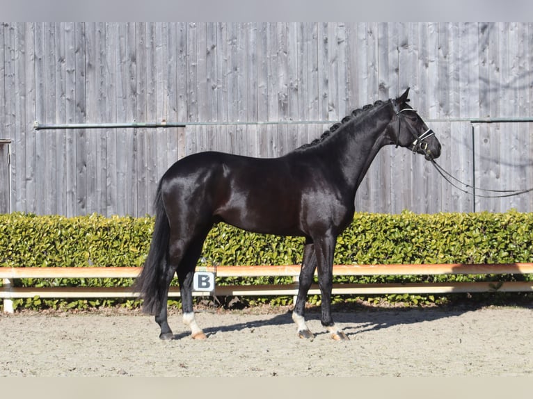 Oldenburg Stallone 3 Anni 169 cm Morello in Reeßum