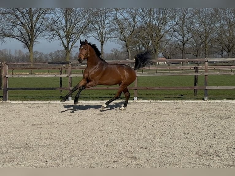Oldenburg Stallone 3 Anni 170 cm Baio in Zieuwent