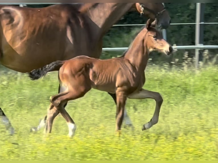 Oldenburg Stallone 3 Anni 170 cm Baio in Vechta