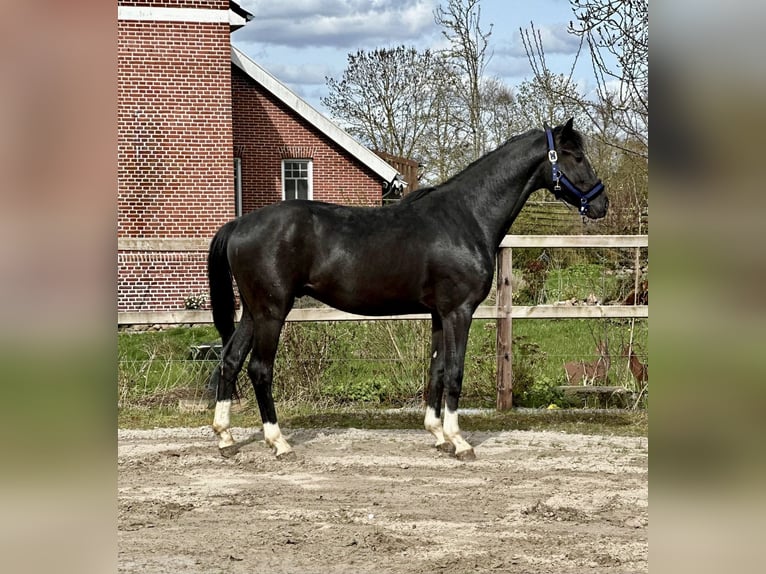 Oldenburg Stallone 3 Anni 170 cm Morello in Vechta