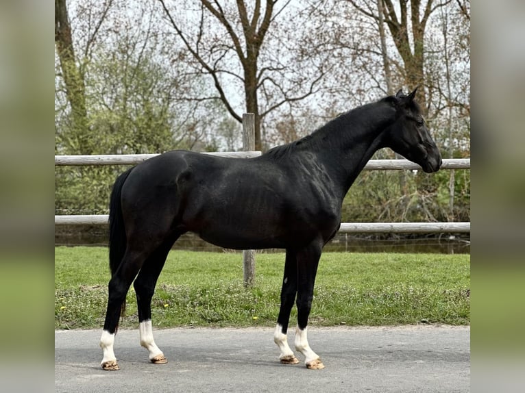 Oldenburg Stallone 3 Anni 170 cm Morello in Vechta