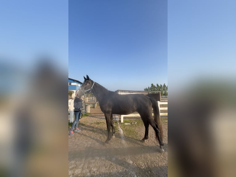 Oldenburg Stallone 3 Anni 170 cm Può diventare grigio in Venice