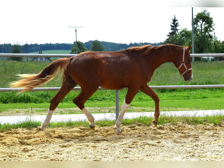 Oldenburg Stallone 3 Anni 170 cm Sauro scuro in Isny im Allgäu
