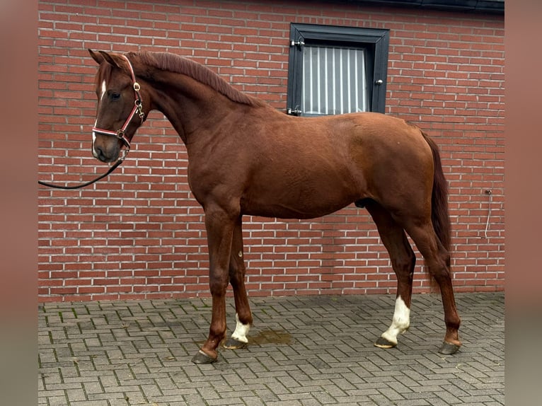 Oldenburg Stallone 3 Anni 170 cm Sauro scuro in Zieuwent