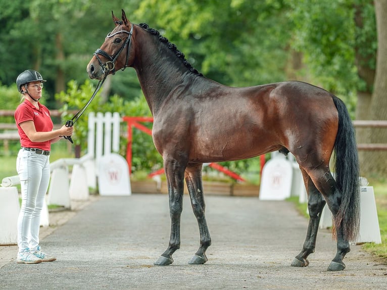 Oldenburg Stallone 3 Anni 171 cm Baio in Münster