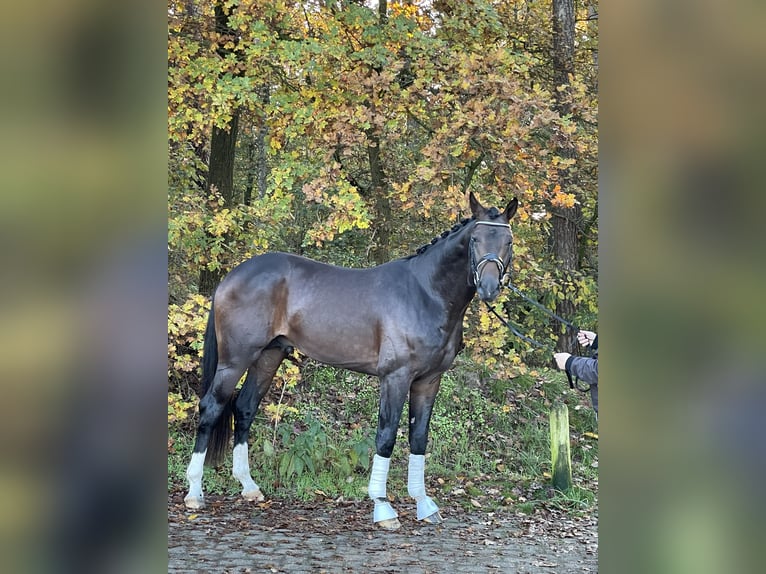 Oldenburg Stallone 3 Anni 172 cm Baio scuro in Friesoythe