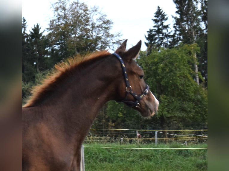 Oldenburg Stallone 3 Anni 172 cm Sauro scuro in Isny im Allgäu