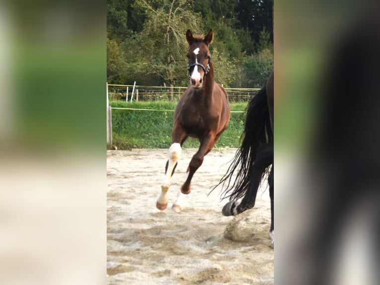 Oldenburg Stallone 3 Anni 172 cm Sauro scuro in Isny im Allgäu