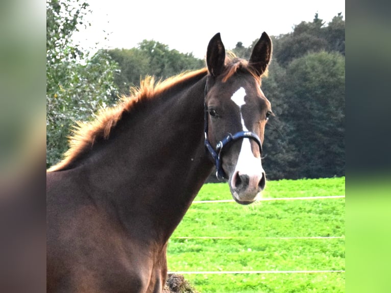 Oldenburg Stallone 3 Anni 172 cm Sauro scuro in Isny im Allgäu