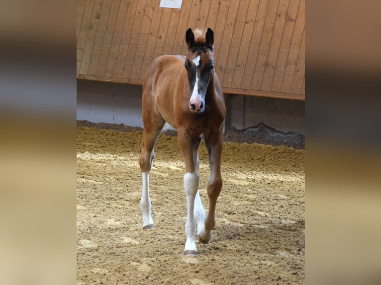 Oldenburg Stallone 3 Anni 172 cm Sauro scuro in Isny im Allgäu