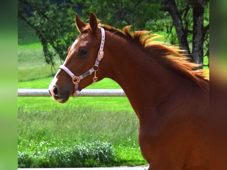 Oldenburg Stallone 3 Anni 172 cm Sauro scuro in Isny im Allgäu