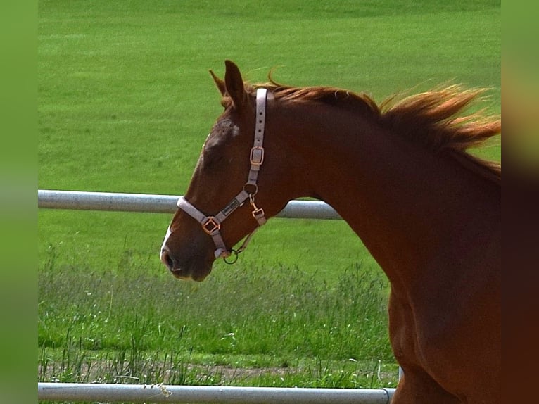 Oldenburg Stallone 3 Anni 172 cm Sauro scuro in Isny im Allgäu