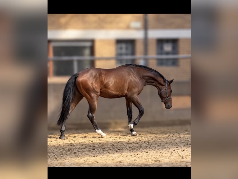 Oldenburg Stallone 3 Anni 173 cm Baio in Vechta