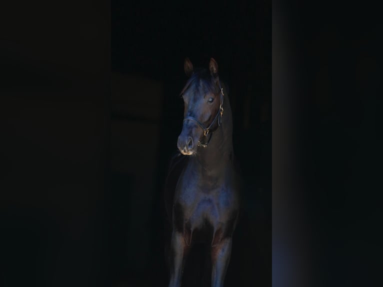 Oldenburg Stallone 3 Anni in Mishawaka