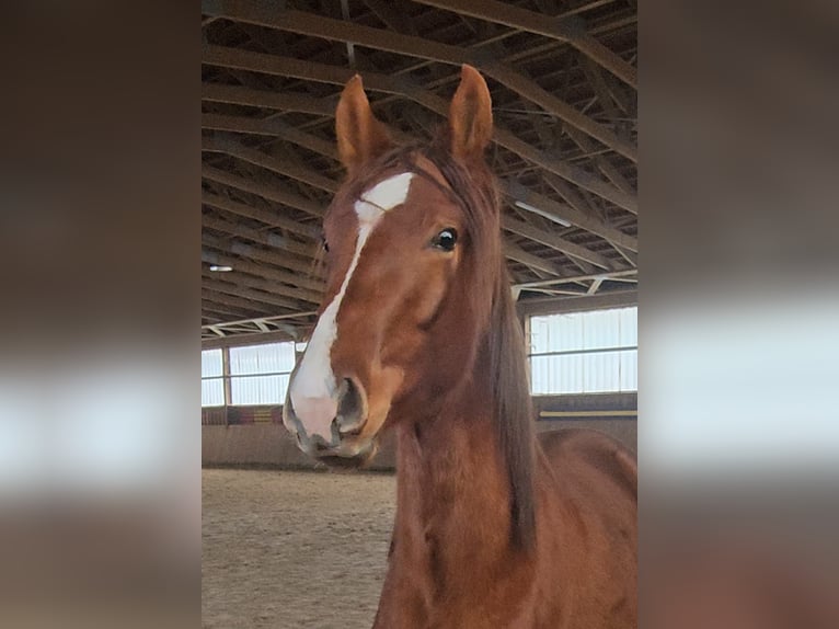 Oldenburg Stallone 3 Anni Sauro scuro in Hahnbach